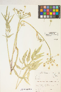 Angelica kingii image