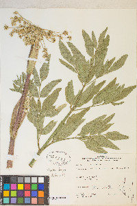 Angelica kingii image