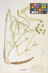 Angelica kingii image