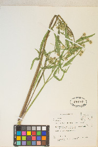 Angelica kingii image