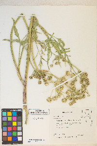 Angelica kingii image