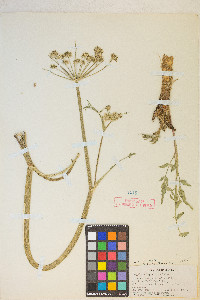 Angelica kingii image