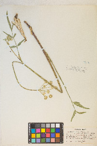 Angelica kingii image