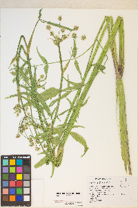 Angelica kingii image