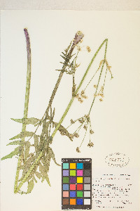 Angelica kingii image