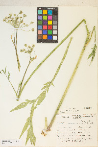 Angelica kingii image