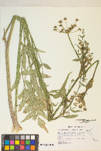 Angelica kingii image