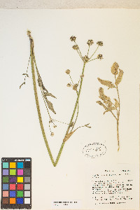 Angelica kingii image