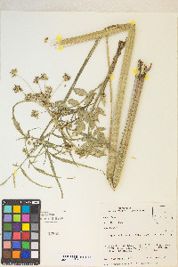 Angelica kingii image