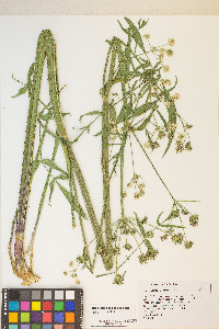 Angelica kingii image