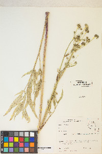 Angelica kingii image