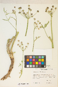 Angelica kingii image