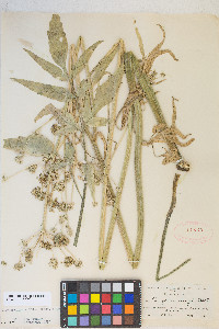 Angelica kingii image