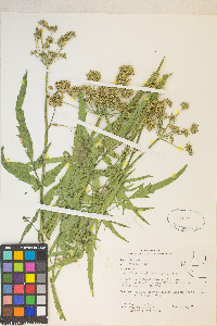 Angelica kingii image