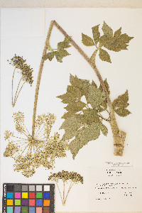 Angelica lucida image