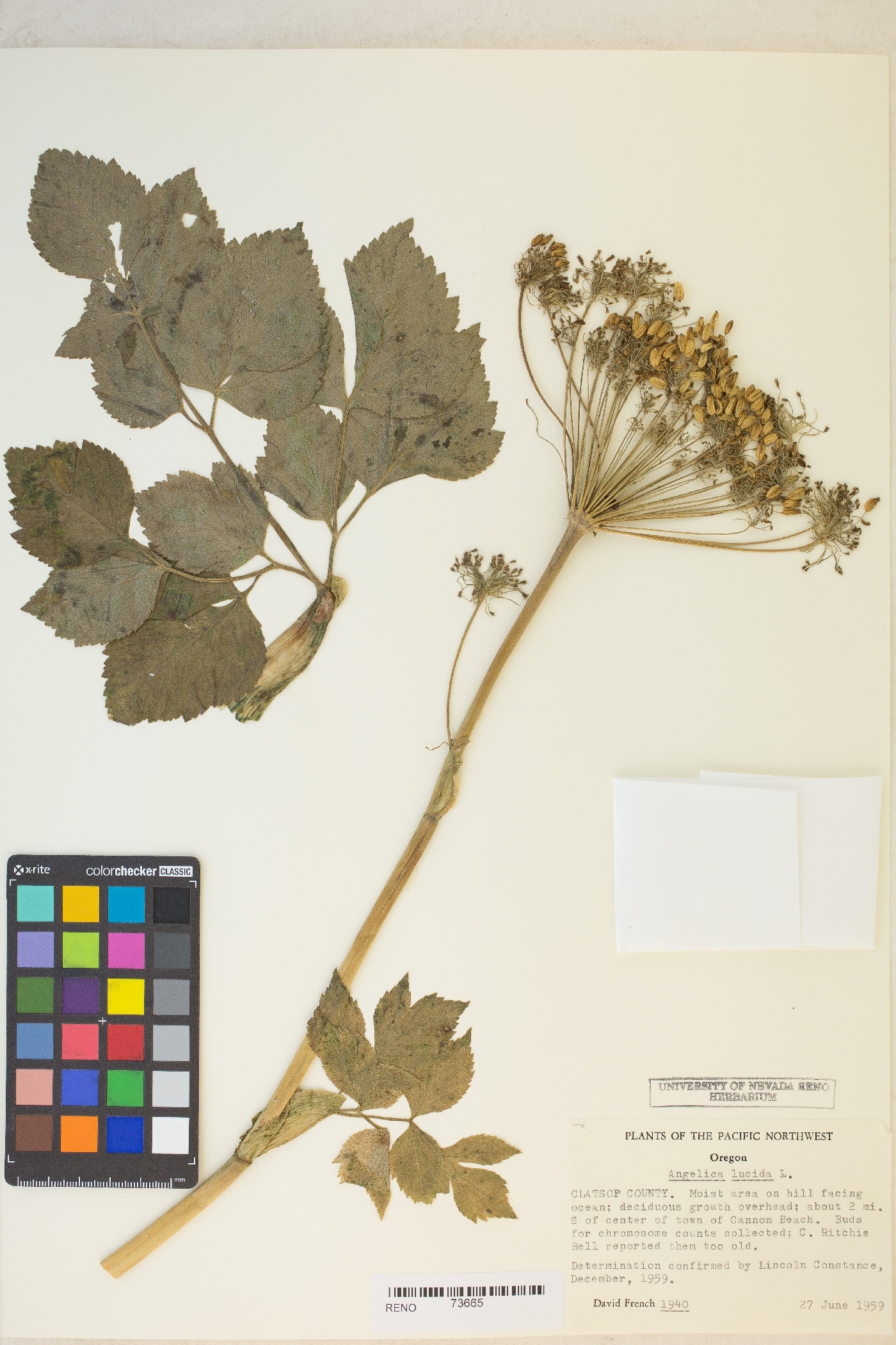 Angelica lucida image