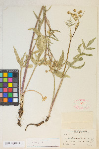 Angelica pinnata image