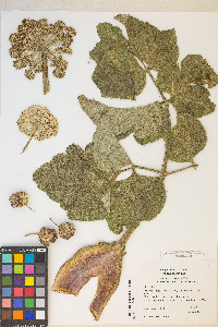 Angelica tomentosa image