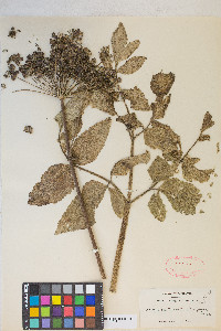 Angelica californica image