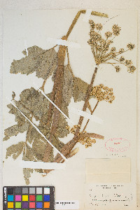 Angelica pinnata image