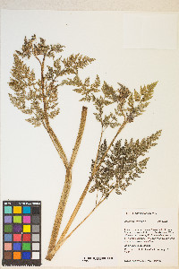 Anthriscus sylvestris image