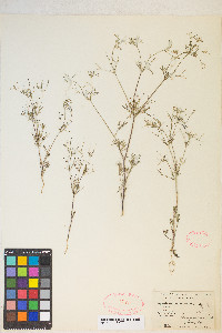 Apiastrum angustifolium image