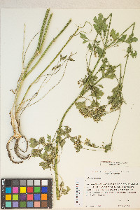 Apium graveolens image