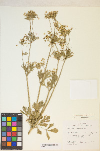 Apium graveolens image