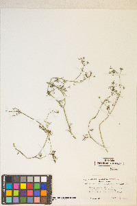 Cyclospermum leptophyllum image