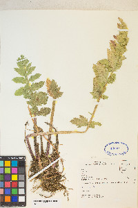 Berula erecta image