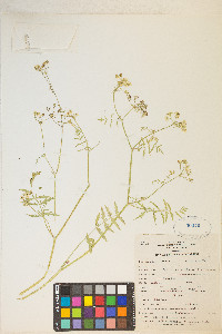 Berula erecta image