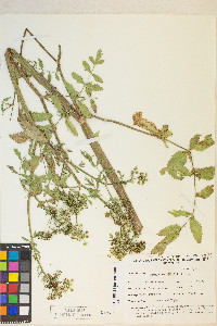 Berula erecta image