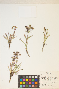 Bupleurum americanum image