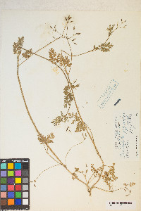 Chaerophyllum procumbens image