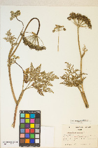 Conioselinum pacificum image