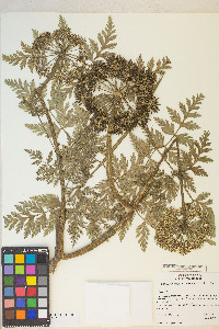 Conioselinum pacificum image