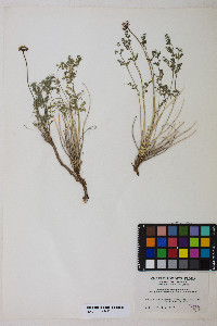 Cymopterus aboriginum image