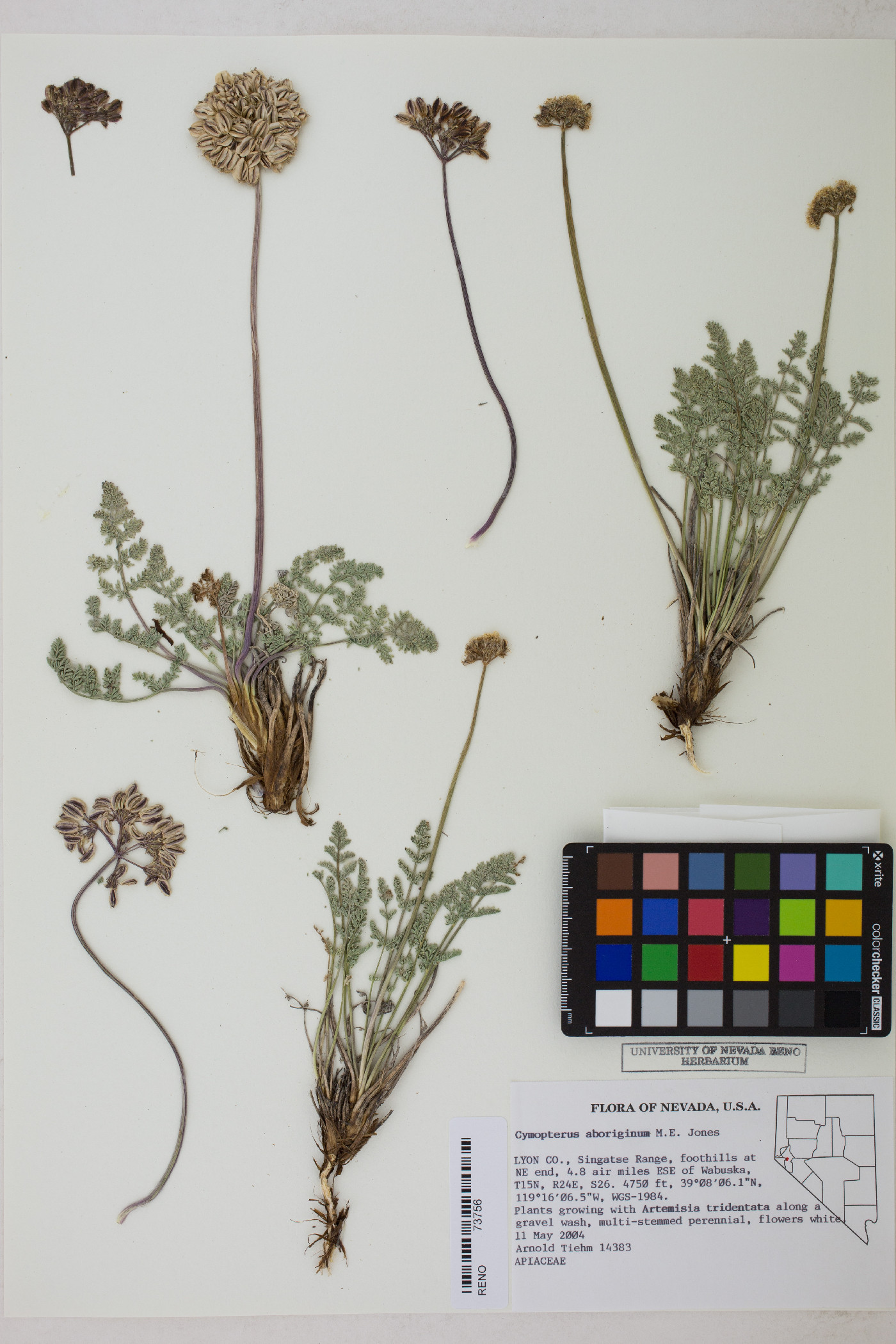 Cymopterus aboriginum image