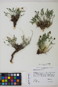 Cymopterus aboriginum image