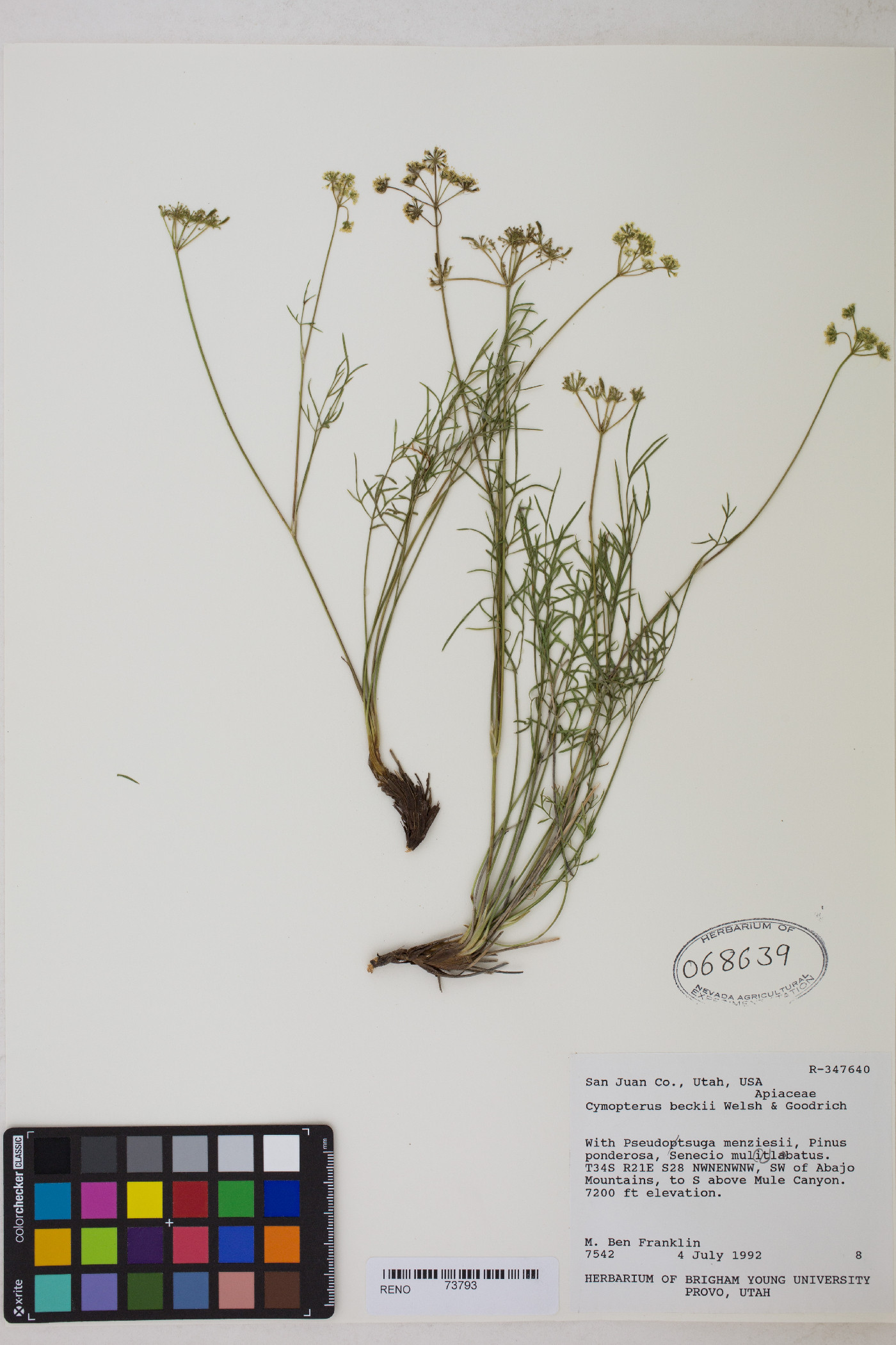 Pseudocymopterus beckii image