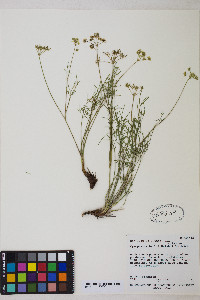Pseudocymopterus beckii image