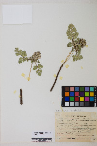 Cymopterus corrugatus image