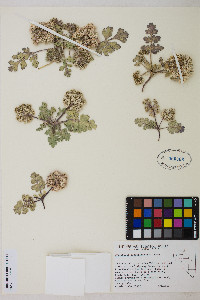 Cymopterus corrugatus image