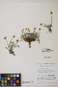 Cymopterus douglassii image
