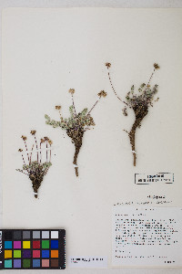 Cymopterus douglassii image