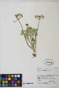 Cymopterus duchesnensis image