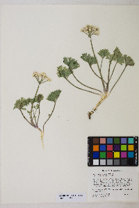 Cymopterus gilmanii image