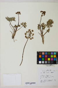 Cymopterus gilmanii image