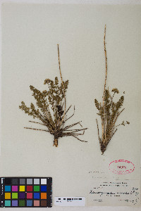 Pteryxia hendersonii image