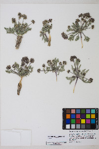 Cymopterus ibapensis image